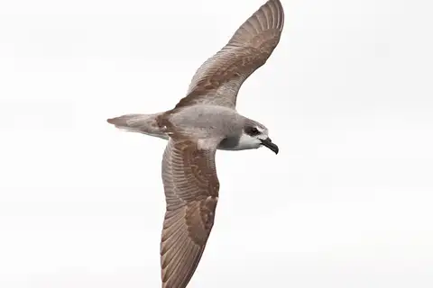 Masatierra Petrel