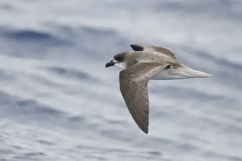 Desertas Petrel