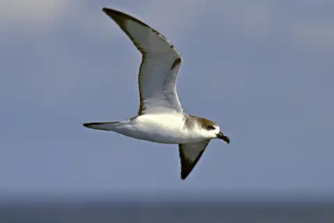 Juan Fernandez Petrel