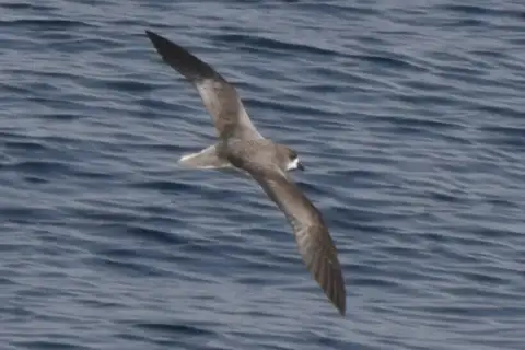 Cape Verde Petrel