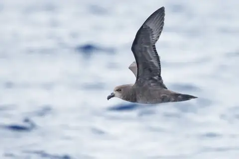 Grey-faced Petrel
