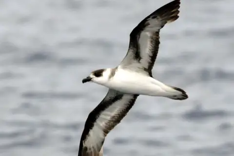 Black-capped Petrel
