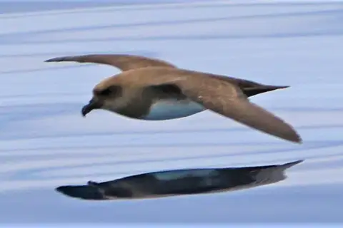 Atlantic Petrel