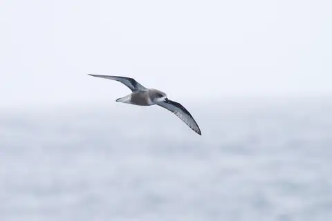 Mottled Petrel