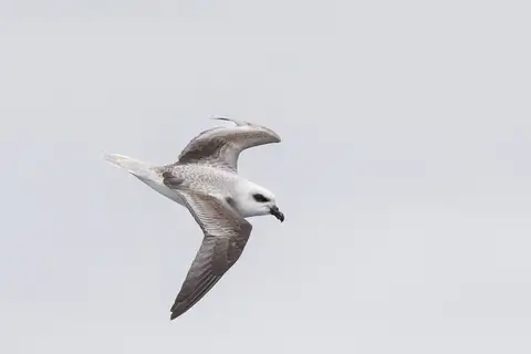 White-headed Petrel