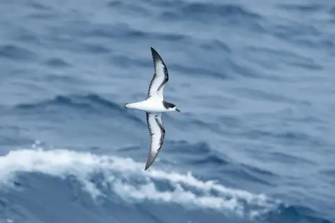 Gould's Petrel