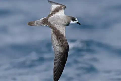Stejneger's Petrel