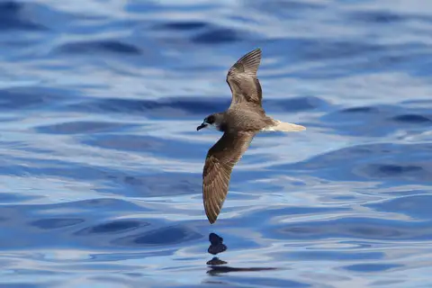 Zino's Petrel