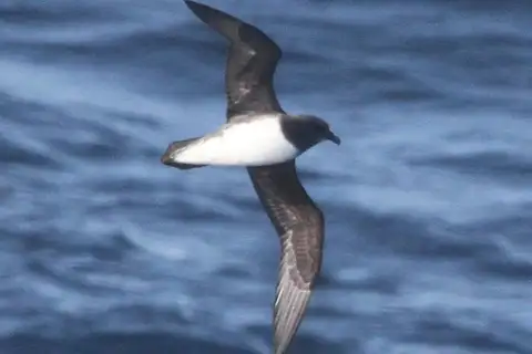 Magenta Petrel