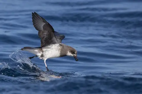 Soft-plumaged Petrel