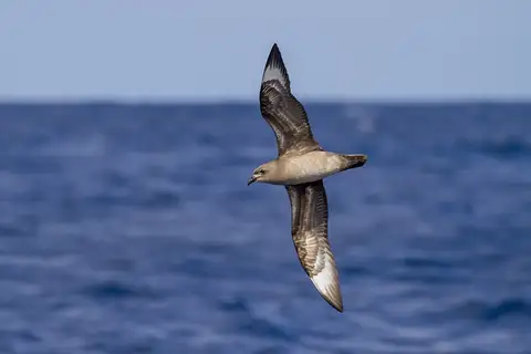 Kermadec Petrel