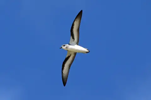 Black-winged Petrel
