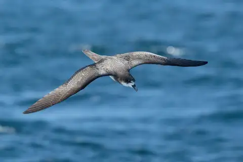 Galapagos Petrel