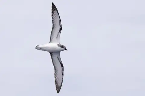 Pycroft's Petrel