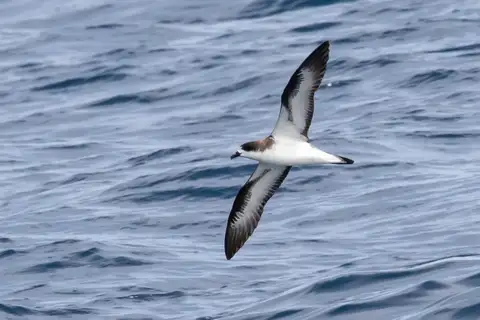 Hawaiian Petrel
