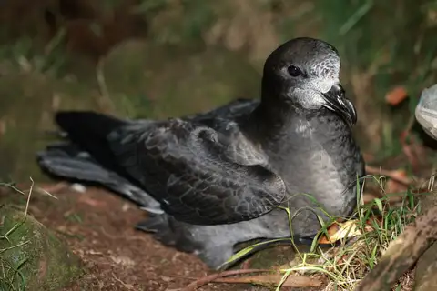 Providence Petrel
