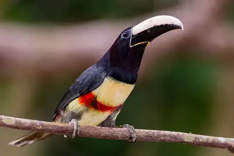 Black-necked Aracari