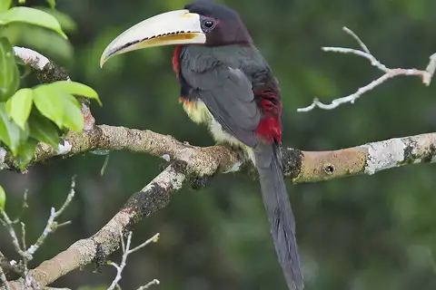 Ivory-billed Aracari