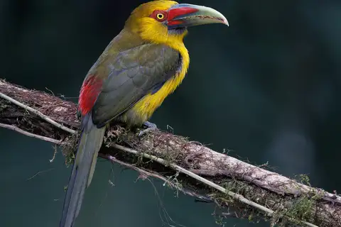Saffron Toucanet