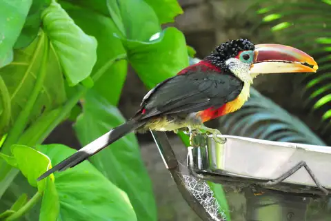 Curl-crested Aracari