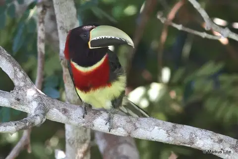 Red-necked Aracari