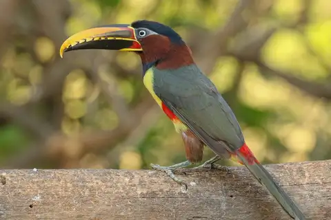 Chestnut-eared Aracari
