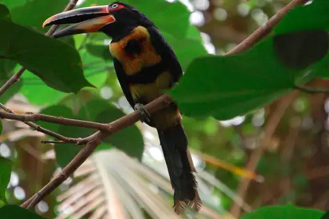 Pale-mandibled Aracari