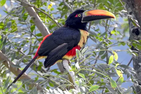 Fiery-billed Aracari