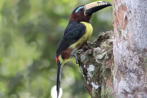 Lettered Aracari