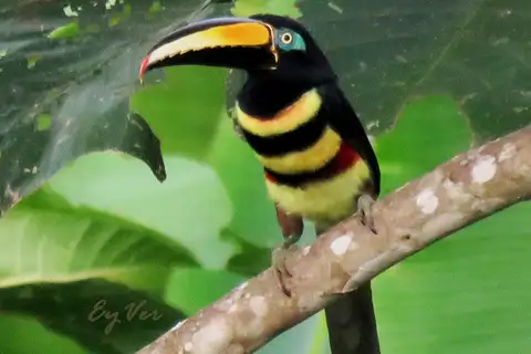 Many-banded Aracari