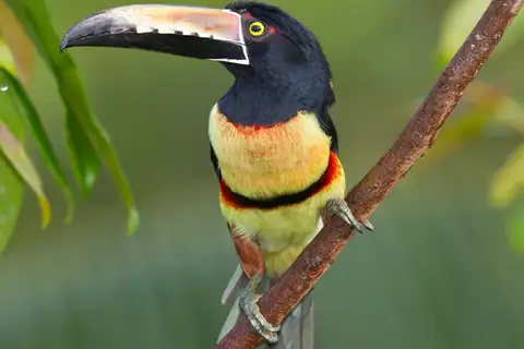 Collared Aracari