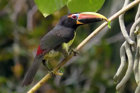 Green Aracari