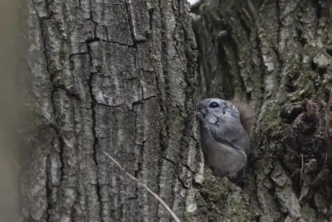 Siberian Flying Squirrel
