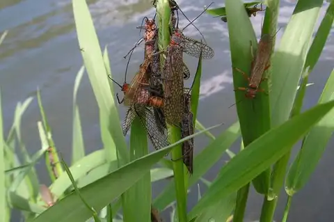 California Giant Stonefly