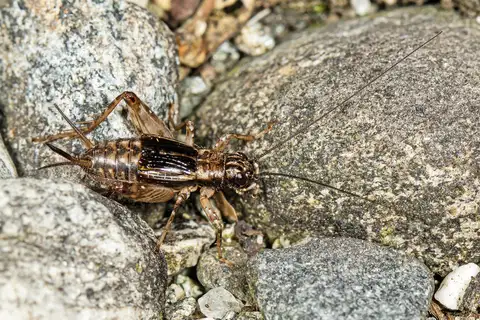 Striped Marsh-cricket