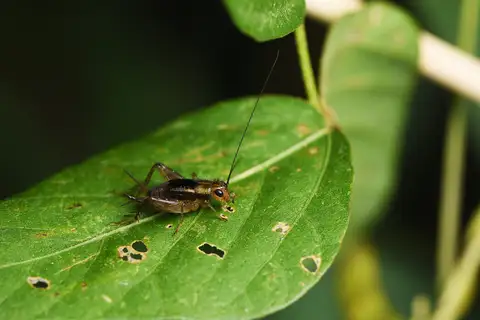 Pteronemobius nitidus