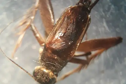 Confusing Pygmy Cricket