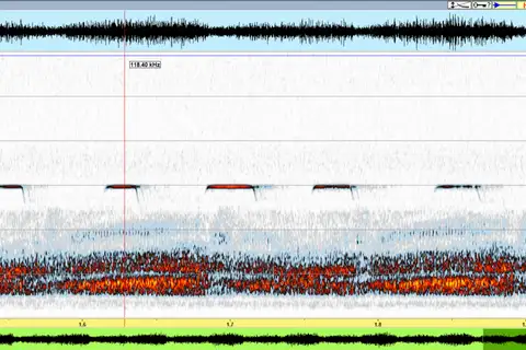 Clarion Mustached Bat