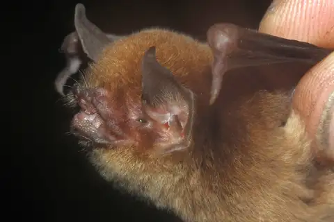 Davy's naked-backed bat