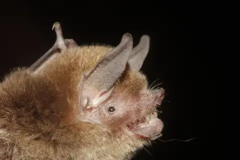 Tawny Naked-backed Bat