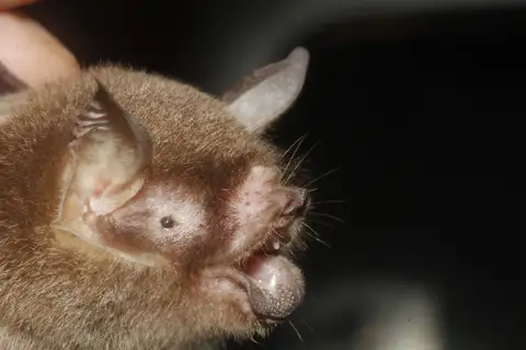 Mesoamerican Common Mustached Bat