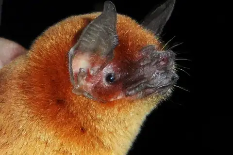 Wagner's moustached bat