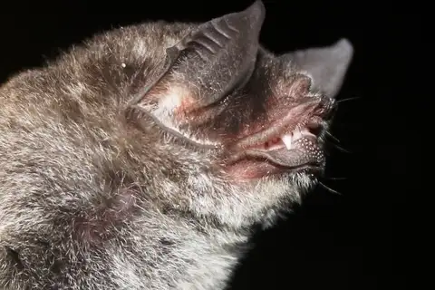 Hispaniolan Common Mustached Bat