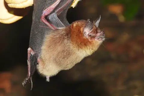 Sooty Moustached Bat