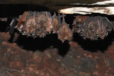 Rusty Mustached Bat