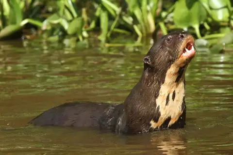 Giant Otter