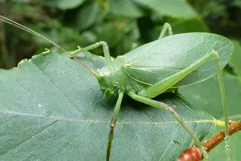 Common True Katydid