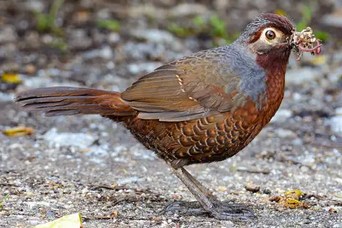 Chestnut-throated Huet-huet
