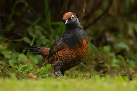 Black-throated Huet-huet