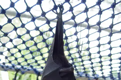 Spectacled Flying-fox